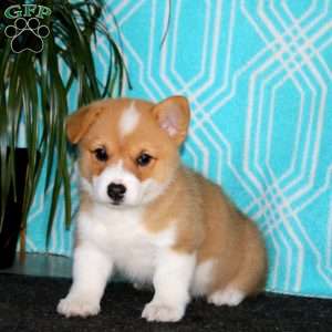 Lylah, Pembroke Welsh Corgi Puppy
