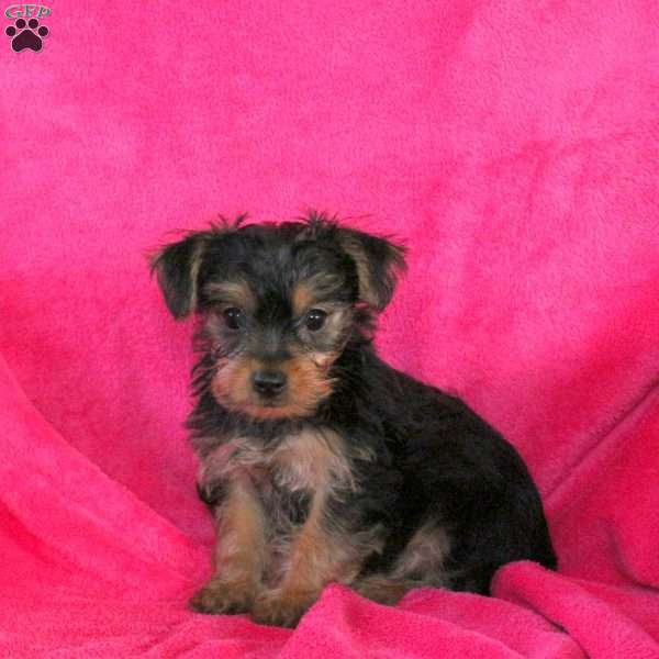 Lynn, Yorkie Puppy