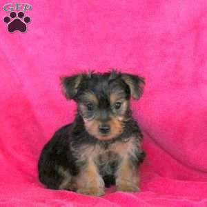 Lynn, Yorkie Puppy