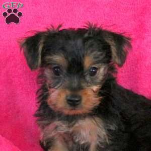 Lynn, Yorkie Puppy