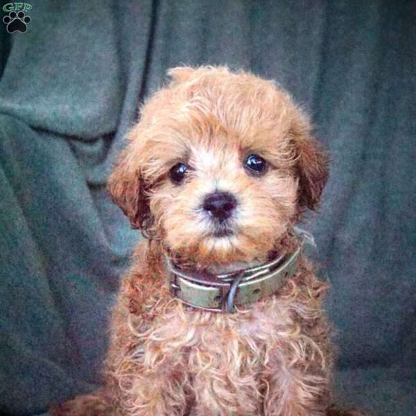 Lynn, Maltipoo Puppy