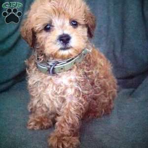 Lynn, Maltipoo Puppy