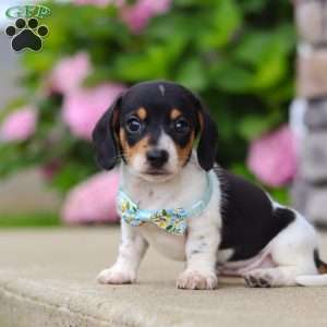 Kai, Dachshund Puppy