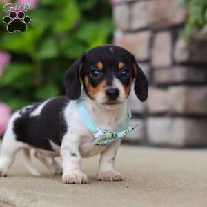 Kai, Dachshund Puppy