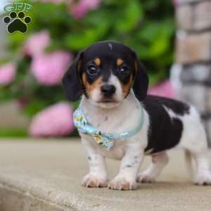 Kai, Dachshund Puppy