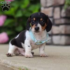 Kai, Dachshund Puppy