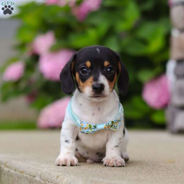 Kai, Dachshund Puppy