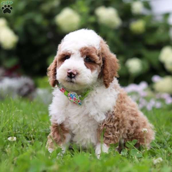 Austin, Bernedoodle Puppy
