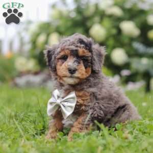 Albert, Bernedoodle Puppy
