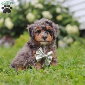 Albert, Bernedoodle Puppy