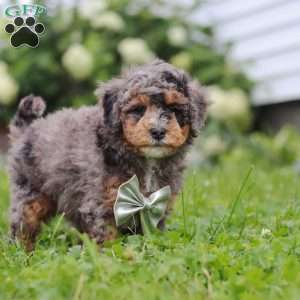 Albert, Bernedoodle Puppy