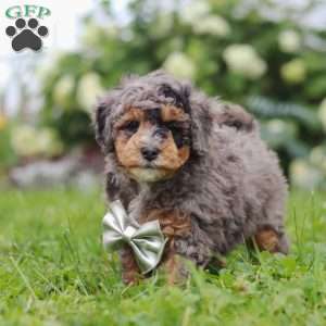 Albert, Bernedoodle Puppy