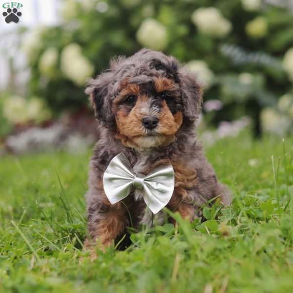 Albert, Bernedoodle Puppy