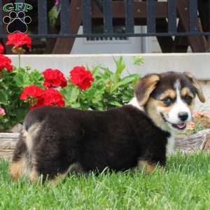 Teagan, Pembroke Welsh Corgi Puppy
