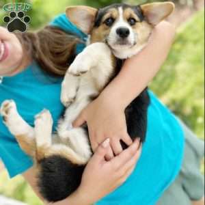Teagan, Pembroke Welsh Corgi Puppy