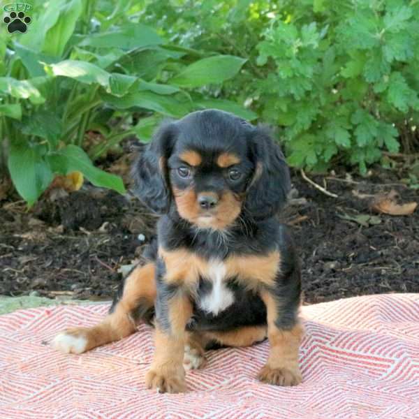 Mable, Cavalier King Charles Spaniel Puppy
