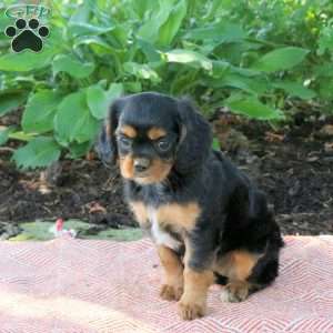 Mable, Cavalier King Charles Spaniel Puppy