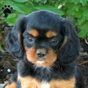 Mable, Cavalier King Charles Spaniel Puppy