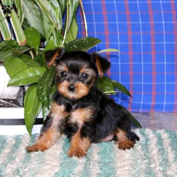 Mable, Yorkie Puppy