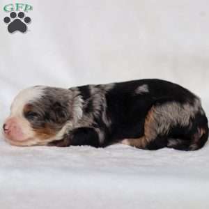 Mace, Mini Bernedoodle Puppy