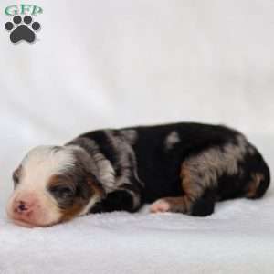 Mace, Mini Bernedoodle Puppy
