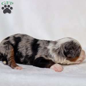 Mace, Mini Bernedoodle Puppy
