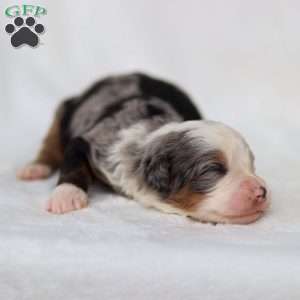 Mace, Mini Bernedoodle Puppy
