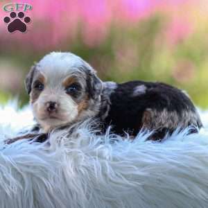 Mace, Mini Bernedoodle Puppy
