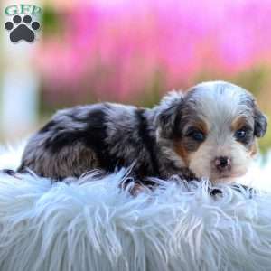 Mace, Mini Bernedoodle Puppy