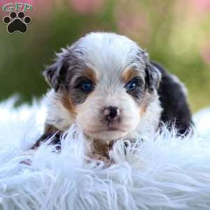 Mace, Mini Bernedoodle Puppy