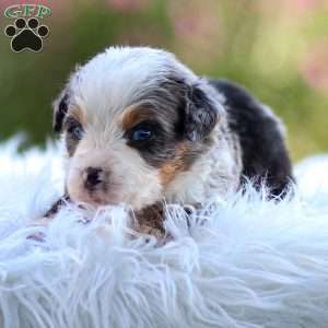 Mace, Mini Bernedoodle Puppy