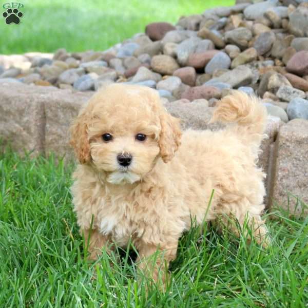 Mack, Bich-Poo Puppy