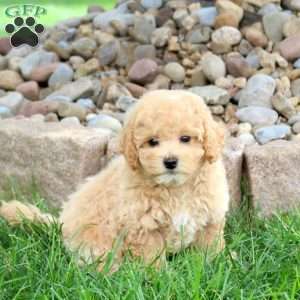 Mack, Bich-Poo Puppy