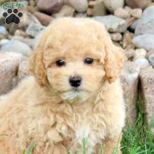 Mack, Bich-Poo Puppy