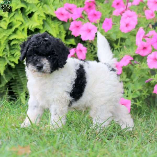 Mack, Cavapoo Puppy