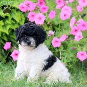 Mack, Cavapoo Puppy