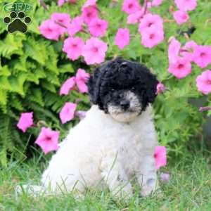 Mack, Cavapoo Puppy