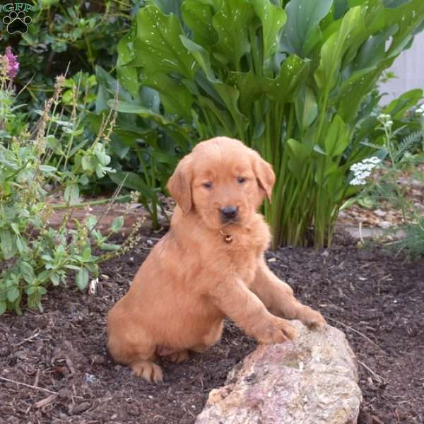Macy, Golden Retriever Puppy