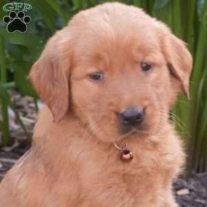 Macy, Golden Retriever Puppy