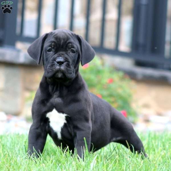 Macy, Cane Corso Puppy