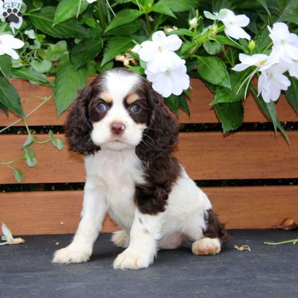 Macy, Cocker Spaniel Puppy