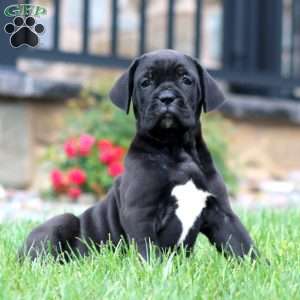 Macy, Cane Corso Puppy