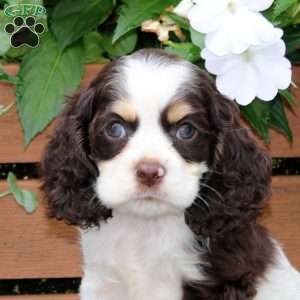 Macy, Cocker Spaniel Puppy
