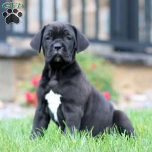Macy, Cane Corso Puppy