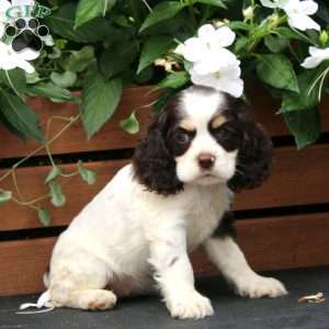 Macy, Cocker Spaniel Puppy