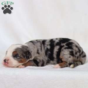 Macy, Mini Bernedoodle Puppy
