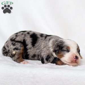 Macy, Mini Bernedoodle Puppy