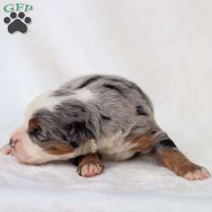 Macy, Mini Bernedoodle Puppy