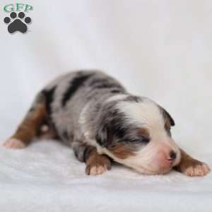 Macy, Mini Bernedoodle Puppy