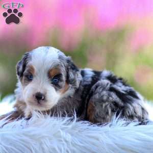 Macy, Mini Bernedoodle Puppy